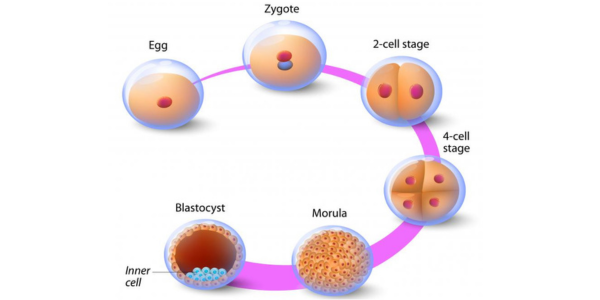 Enhanced Egg Production