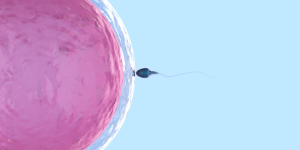 In Vitro Fertilization Icon