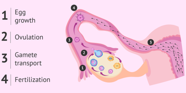 Optimized Timing of egg retrieval and fertilization