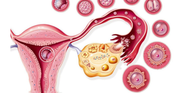 Ovulation-Monitoring Process