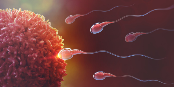 Sperm Preparation process